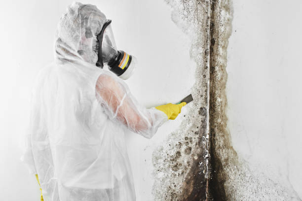 Best Residential Mold Removal  in Fall River, WI