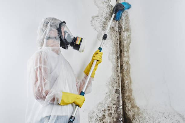 Best Emergency Mold Removal  in Fall River, WI