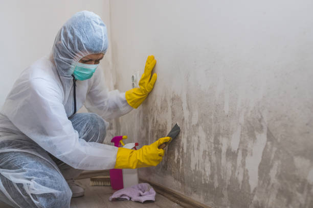 Attic Mold Removal in Fall River, WI