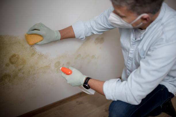 Best Professional Mold Removal  in Fall River, WI