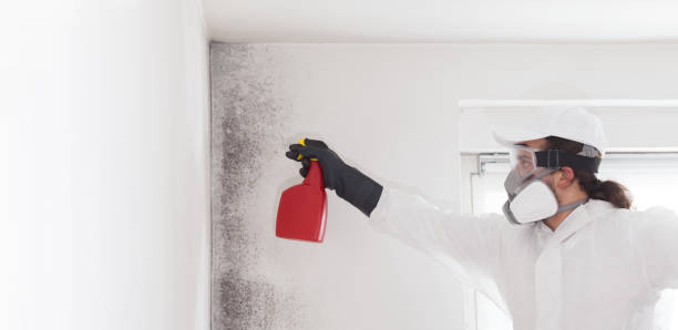 Professional Mold Removal in Fall River, WI