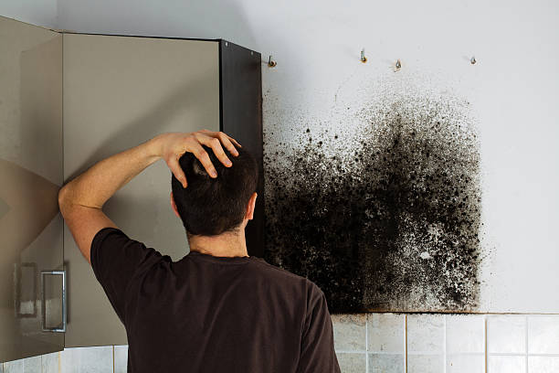 Best Residential Mold Removal  in Fall River, WI