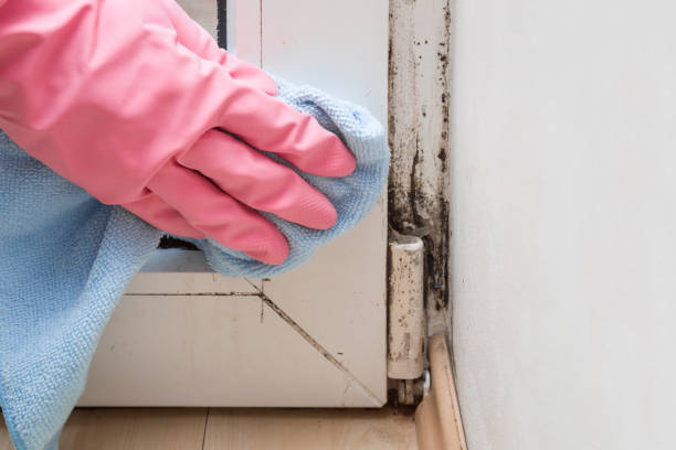 Best Local Mold Removal Service  in Fall River, WI