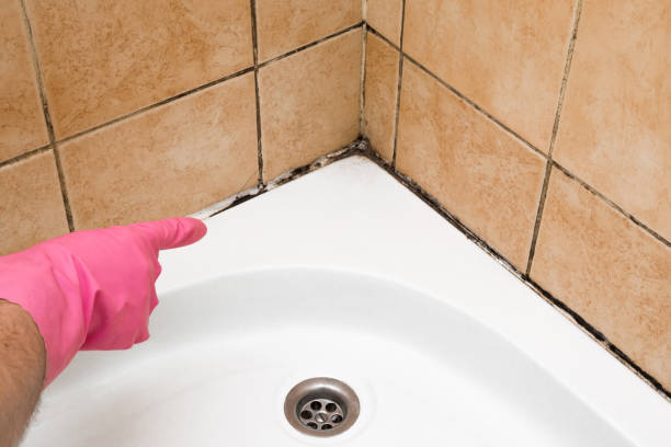 Best Toxic Mold Removal  in Fall River, WI